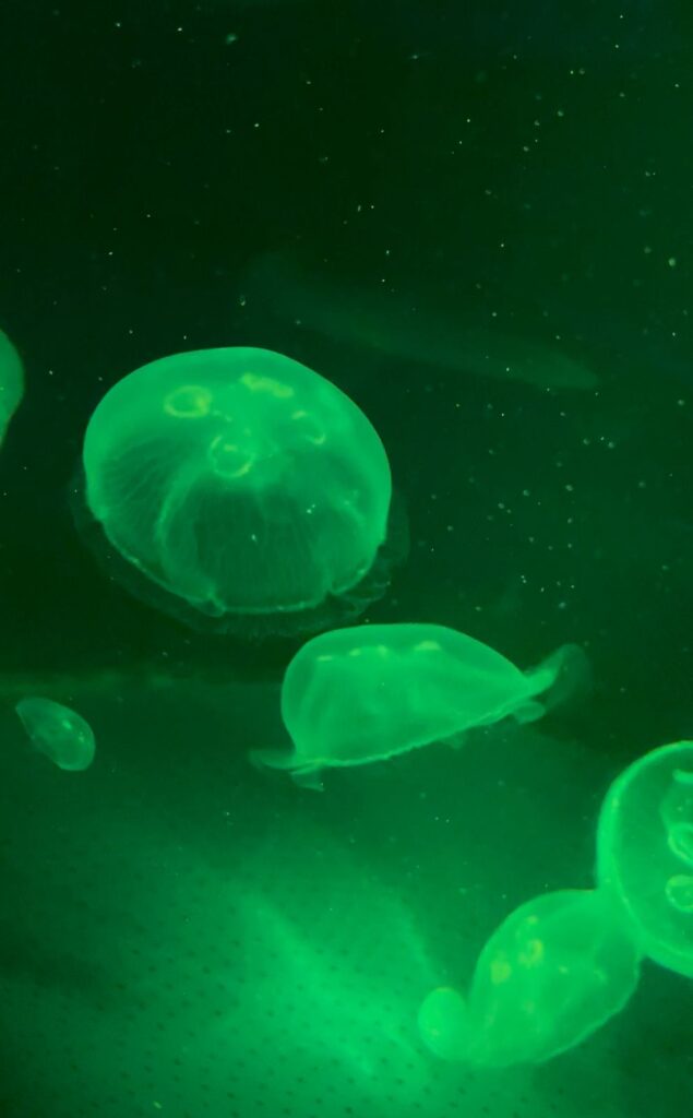 1cf3c1c1-79b5-46d1-b8bf-3443eb31a797