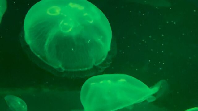 1cf3c1c1-79b5-46d1-b8bf-3443eb31a797