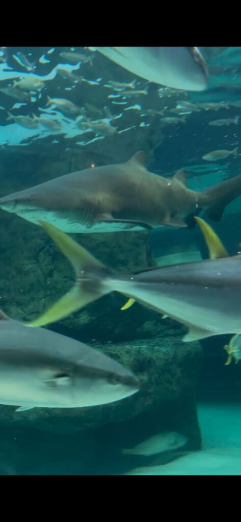 5b3175e3-ae38-4dba-8157-b72e38cca437