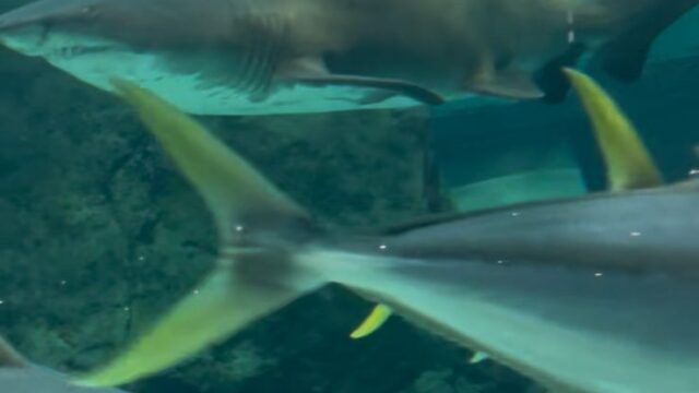 5b3175e3-ae38-4dba-8157-b72e38cca437