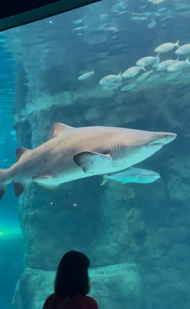 bf82552e-4463-44d6-ba01-d3d8b62ce339