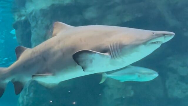 bf82552e-4463-44d6-ba01-d3d8b62ce339