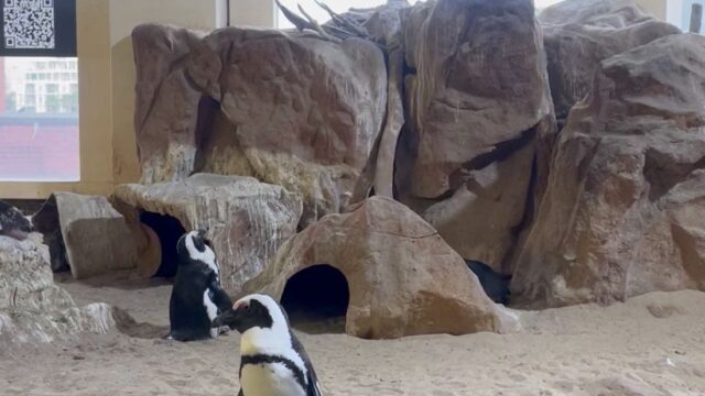 ef8d9731-8e32-4181-9aad-c2e0dd6c61b4